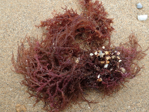 Gelidiaceae