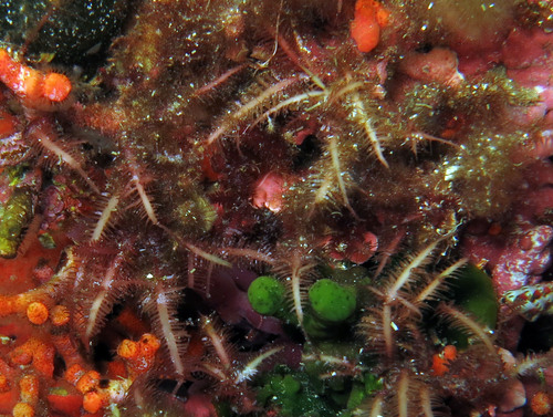Gelidium corneum
