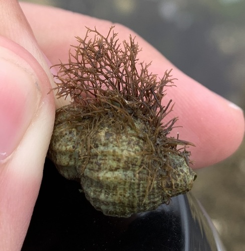 Gelidium crinale
