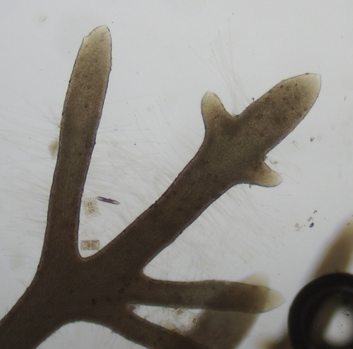 Gelidium crinale