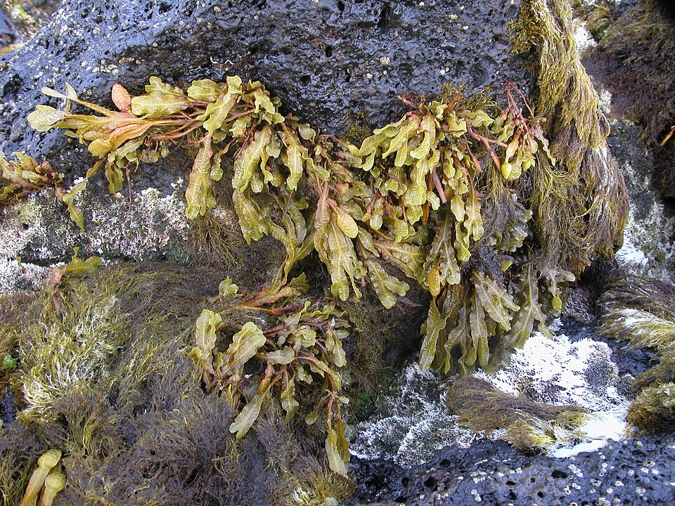 Gelidium microdon