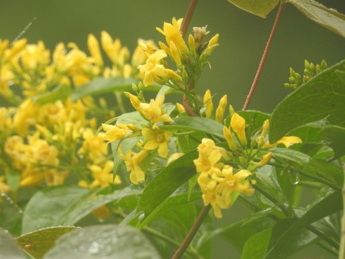 Gelsemium elegans