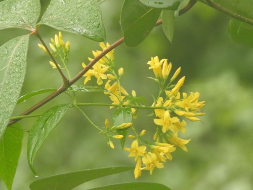 Gelsemium elegans