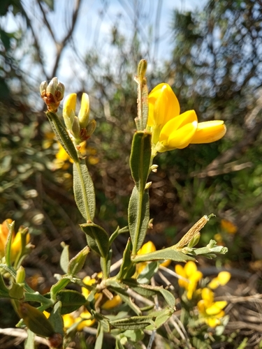 Genista tridentata