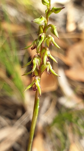 Genoplesium rufum