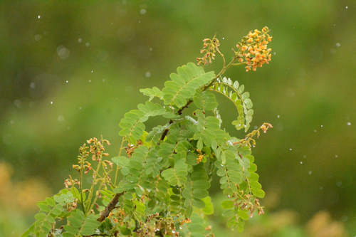 Geoffroea spinosa