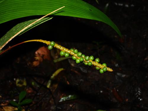 Geonoma macrostachys