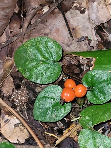 Geophila repens