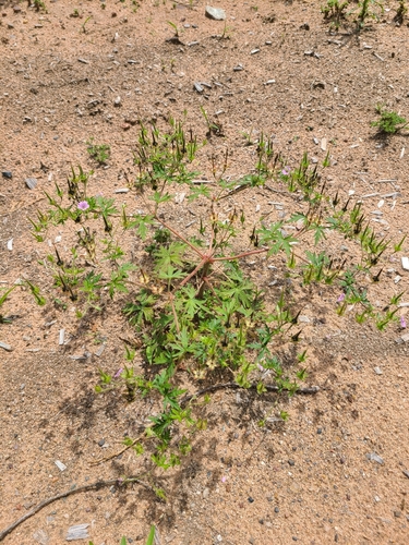 Geranium bicknellii