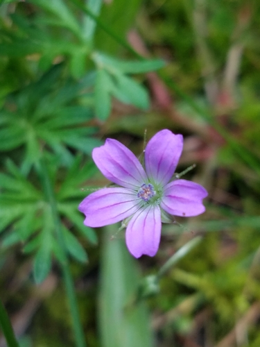 Geranium columbinum