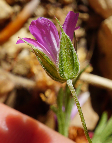 Geranium columbinum