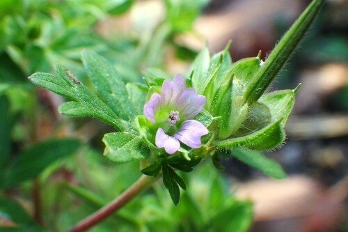 Geranium dissectum