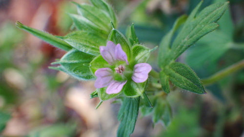 Geranium dissectum