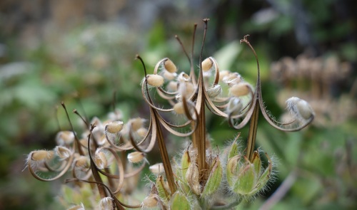 Geranium erianthum