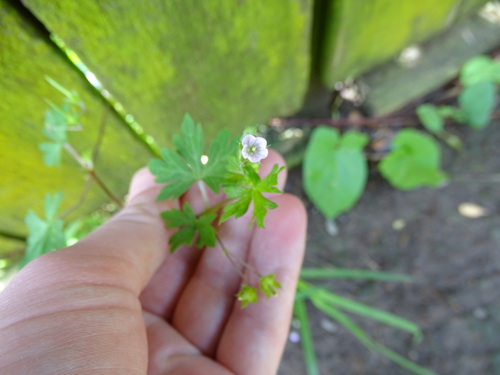 Geranium homeanum