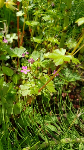 Geranium lucidum