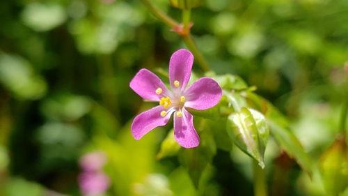 Geranium lucidum