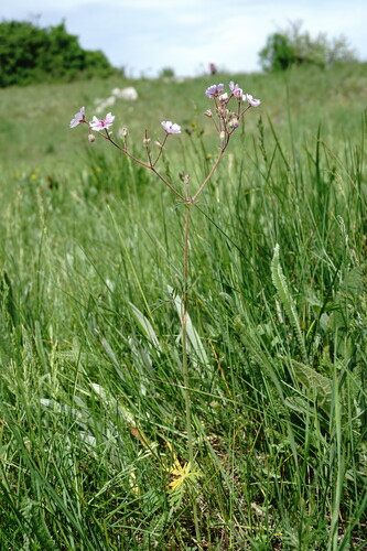 Geranium macrostylum