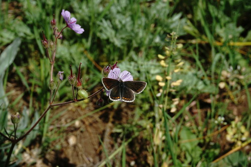 Geranium macrostylum