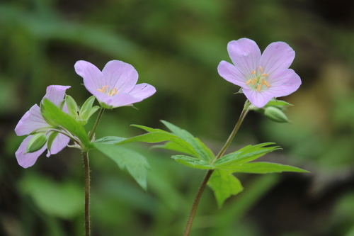 Geranium maculatum
