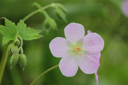 Geranium maculatum