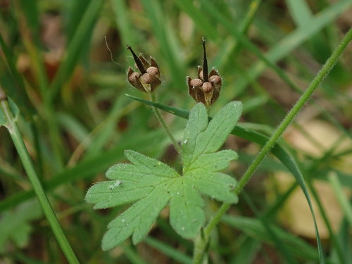 Geranium molle