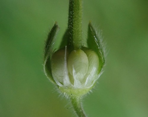 Geranium molle