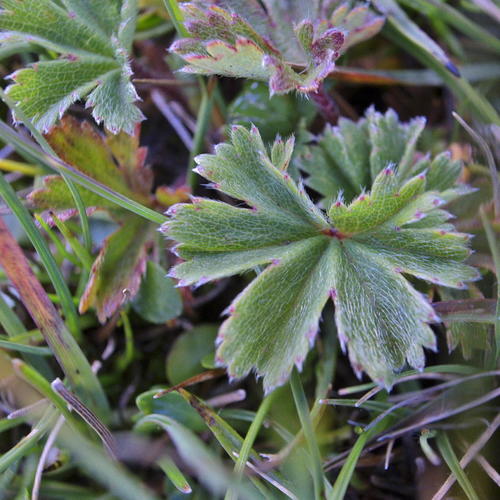 Geranium multisectum