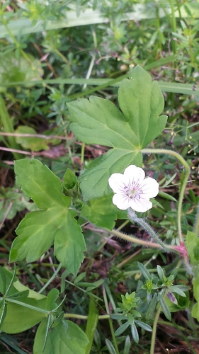 Geranium nepalense
