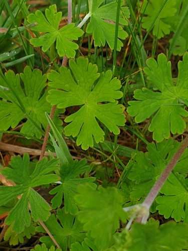 Geranium potentilloides