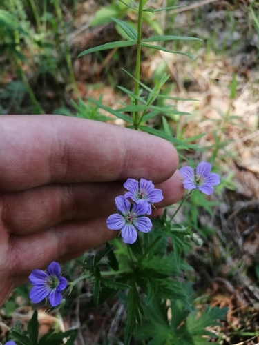 Geranium pseudosibiricum