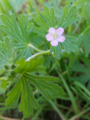 Geranium retrorsum