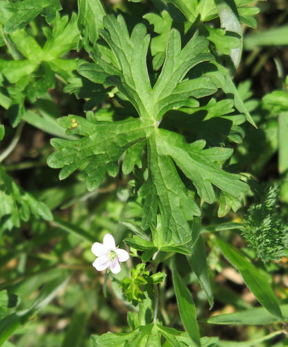 Geranium retrorsum
