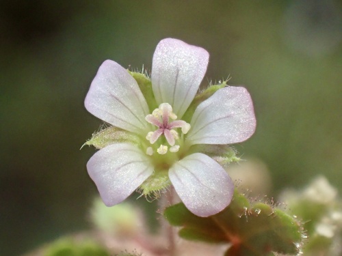 Geranium rotundifolium