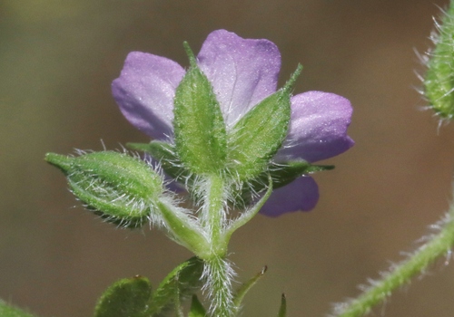 Geranium solanderi