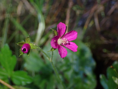 Geranium thunbergii