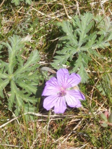 Geranium tuberosum
