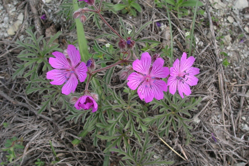 Geranium tuberosum