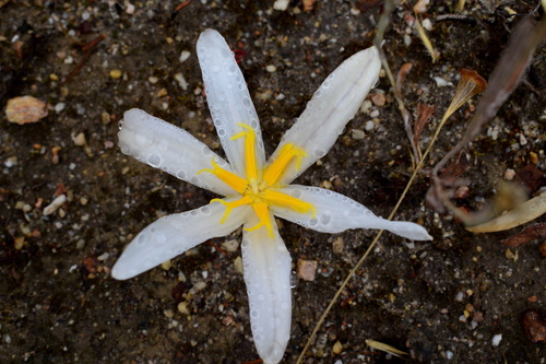 Gethyllis afra