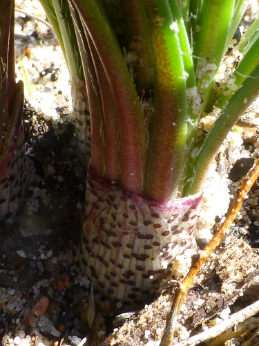 Gethyllis ciliaris