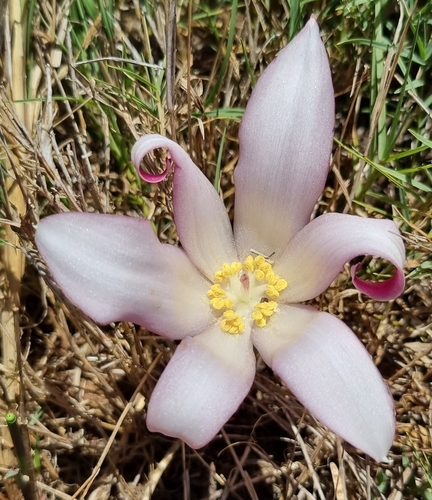Gethyllis ciliaris