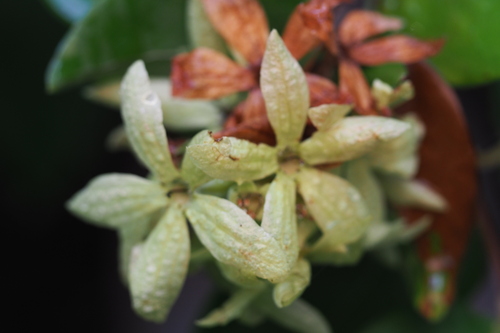 Getonia floribunda