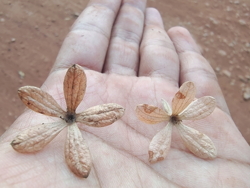 Getonia floribunda
