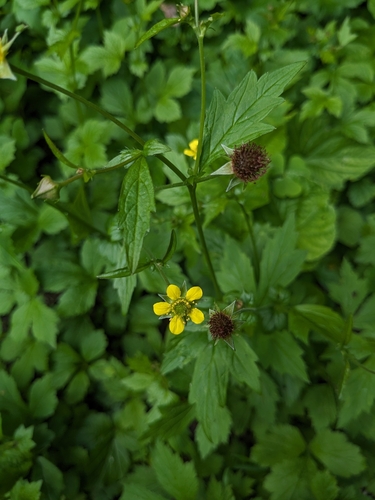 Geum aleppicum