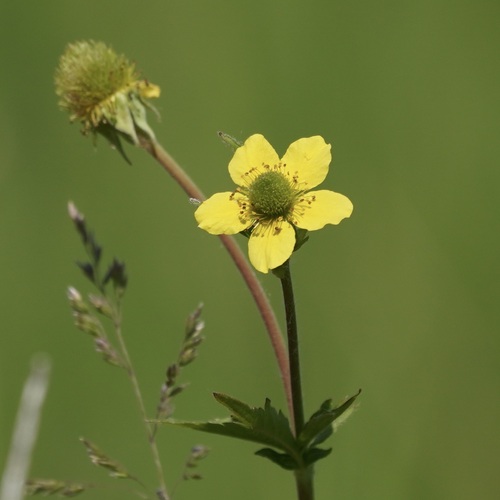 Geum aleppicum