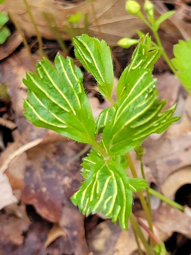Geum fragarioides