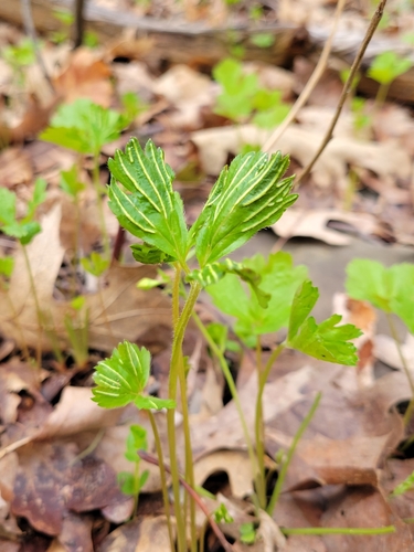 Geum fragarioides