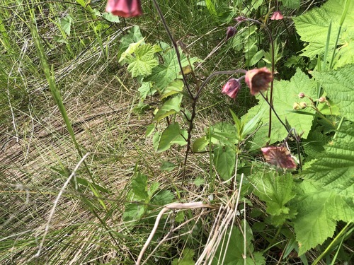 Geum rivale