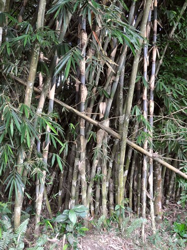 Gigantochloa apus