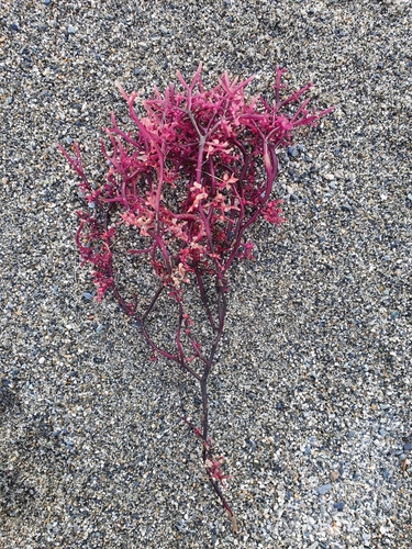 Gigartina macrocarpa